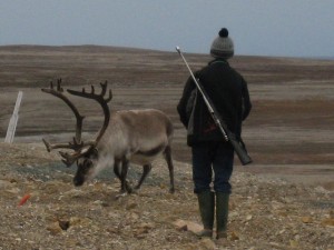 a tame reindeer