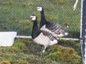 Barnacle geese are used to graze and overgraze plots