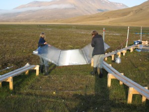 The open top chamber is removed so the geese can graze the plot.