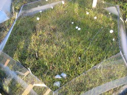 Ungrazed, enhanced temperature.