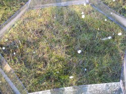 Normal grazed, enhanced temperature.