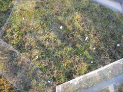 Heavily grazed, enhanced temperature.