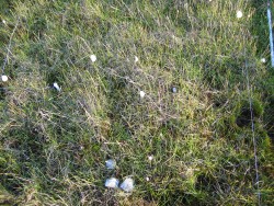 Detail of vegetation from ungrazed plot shown above.