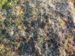 Detail of vegetation from normal grazed plot shown above.