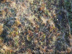 Detail of vegetation from heavily grazed plot shown above.