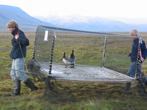 Transporting the geese