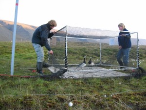 Placing the geese on the plot