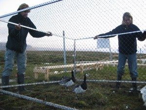 Placing the geese on the plot