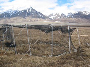 Empty cages, prepared to hold the geese directly after arrival. The experiments are done in other cages.