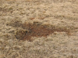 At this site, pinkfooted geese have grubbed for underground vegetation