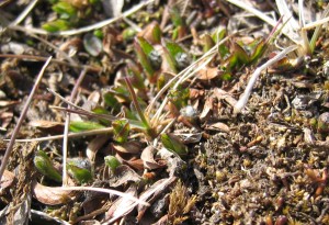 Salix buds emerging on a barren tundra