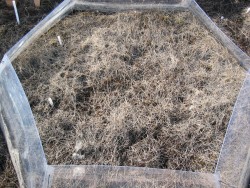 Ungrazed, enhanced temperature, after one season of manipulation.