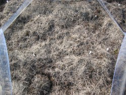 Normal grazed, enhanced temperature, after one season of manipulation.