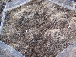 Heavily grazed, enhanced temperature, after one season of manipulation.