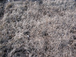 Ungrazed, ambient temperature, after one season of manipulation.