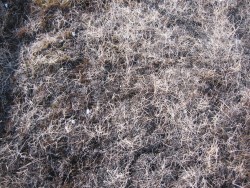 Normal grazed, ambient temperature, after one season of manipulation.