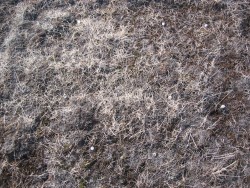 Heavily grazed, ambient temperature, after one season of manipulation.