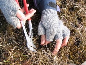 Removing underground plant material