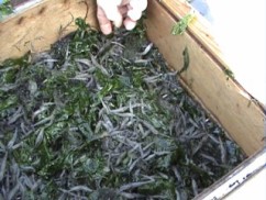 beeld uit de video, de zeef ligt vol met garnalen en zeesla