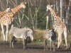 Giraffen en zebra's