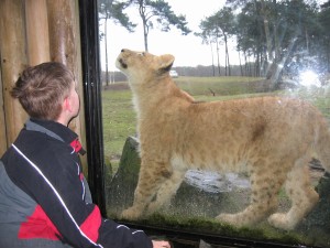 Leeuwenwelpen vlakbij
