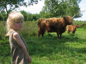 prikhoornkoeien noemen wij ze