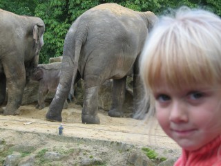 Een pas geboren olifantje in de dierentuin van Emmen
