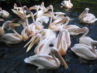 We staan vlakbij als de pelikanen worden gevoerd