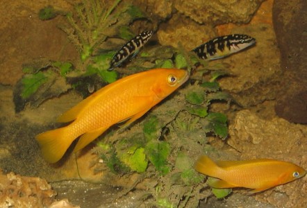 Neolamprologus leleupi (geel) en een jonge Julidochromis transcriptus (zwartwit)