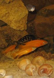 bovenin een Neolamprologus ocellatus, een slakkenhuisciclide