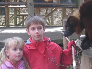 een halfaap uit Madagaskar