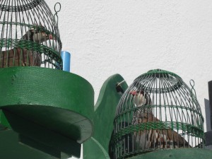 Patrijzen in absurd kleine kooitjes in de volle zon