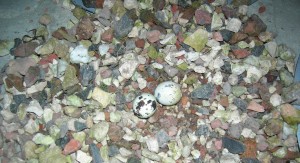 een namaaknestje van een noorse stern