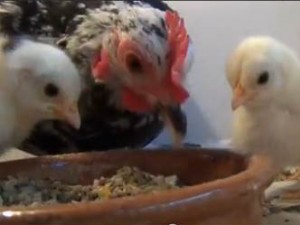 Klik hier voor meer...