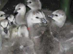 Barnacle goose goslings