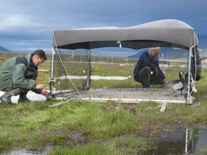 Preparing the geese for carrying