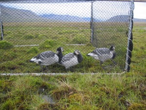 Resting at the wet site