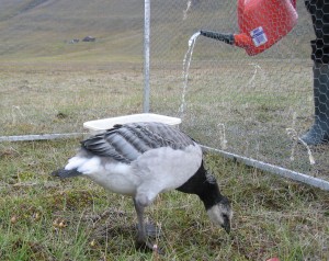 Fresh drinking water