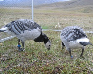 Grazing at the dry site. Click here for video...