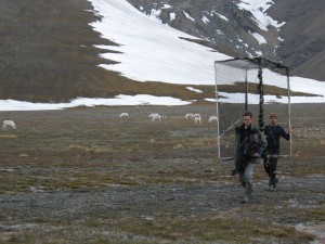 Dries and Res carrying a cage past a herd of reindeer