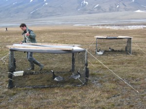 The geese are released in the cage
