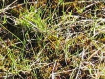 block WF, ambient temperature, mormal grazed