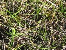 block WF, ambient temperature, ungrazed