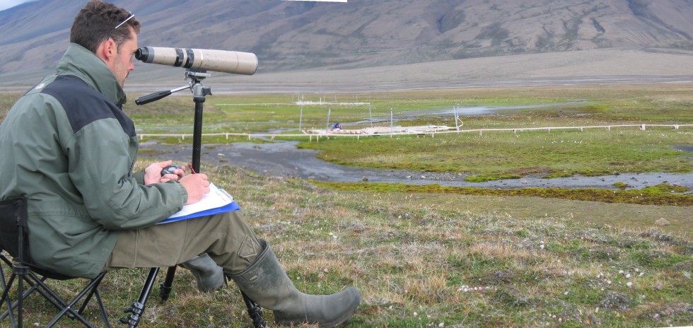 Dries Kuijper is making behavioural observations on the grazing geese
