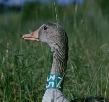 Adult Greylag Geese with neck collar green Z35