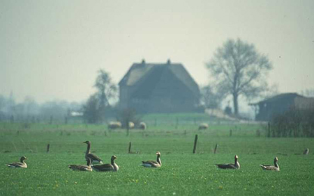 Greylag geese on a field in the Ooijpolder